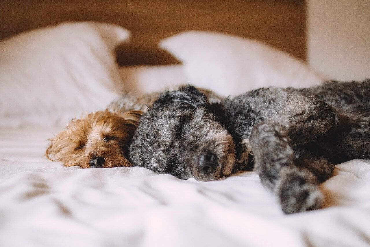 すやすやと眠る子犬